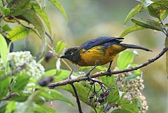 Lacrimose Mountain Tanager